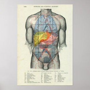 Anatomie der menschlichen Oberfläche in Bezug auf  Poster
