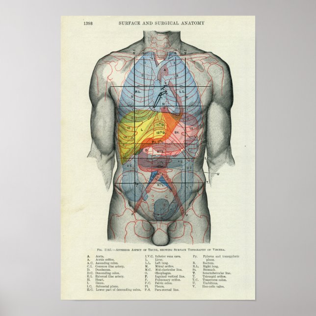 Anatomie der menschlichen Oberfläche in Bezug auf  Poster (Vorne)