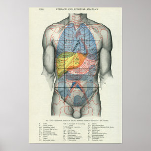 Anatomie der menschlichen Oberfläche in Bezug auf  Poster