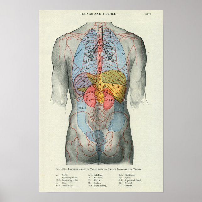 Anatomie der menschlichen Oberfläche in Bezug auf  Poster (Vorne)