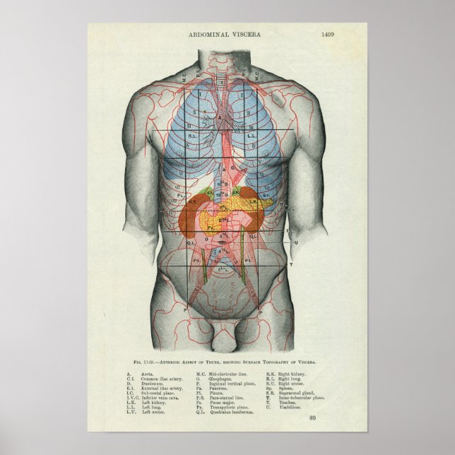 Anatomie der menschlichen Oberfläche in Bezug auf  Poster (Vorne)