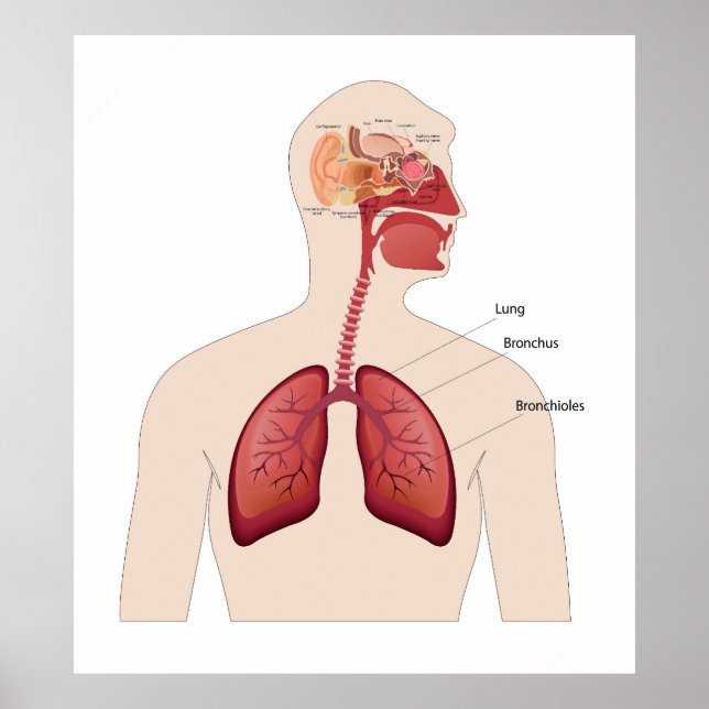 Anatomie der menschlichen Ohren Poster (Vorne)