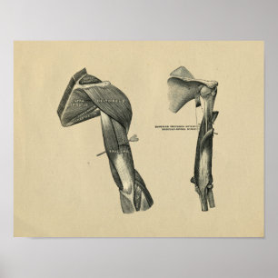 Anatomie der menschlichen Schulterarme 1902 Vintag Poster