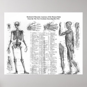 Anatomie der menschlichen Skelette und Muskulatur  Poster