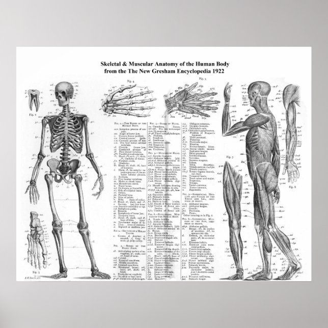 Anatomie der menschlichen Skelette und Muskulatur  Poster (Vorne)