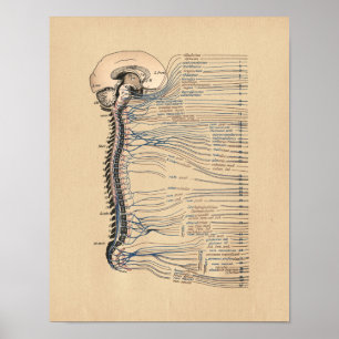 Anatomie der menschlichen Spinalnerven Vintage-Dru Poster
