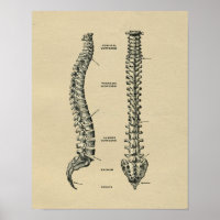 Anatomie der menschlichen Wirbelsäule 1902 Vintag