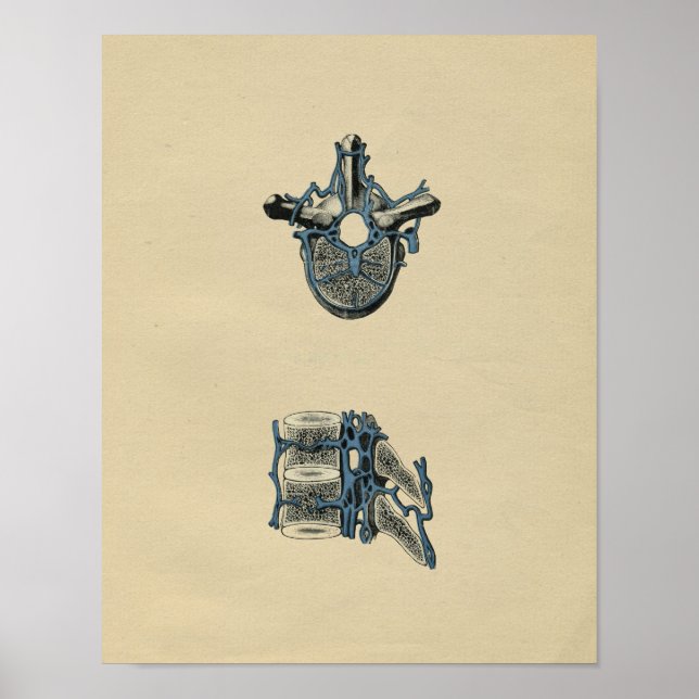 Anatomie der menschlichen Wirbelsäule 1902 Vintag Poster (Vorne)