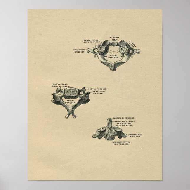 Anatomie der menschlichen Wirbelsäule 1902 Vintag Poster (Vorne)