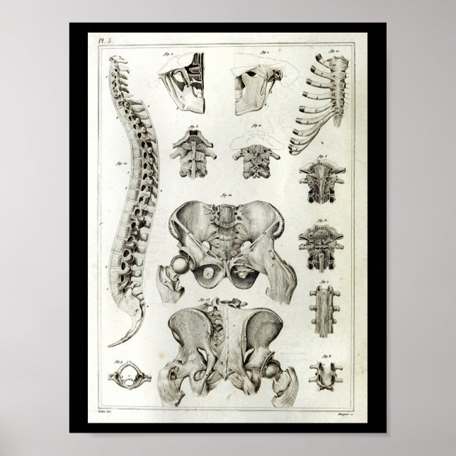 Anatomie der menschlichen Wirbelsäule Poster (Vorne)