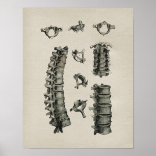 Anatomie der menschlichen Wirbelsäule Vintage-Druc Poster