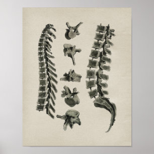 Anatomie der menschlichen Wirbelsäule Vintage-Druc Poster