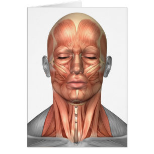 Anatomie der menschliches Gesichts-und