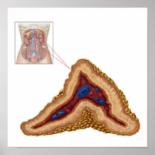 Anatomie der Nebennierenrinde, transversaler Absch Poster