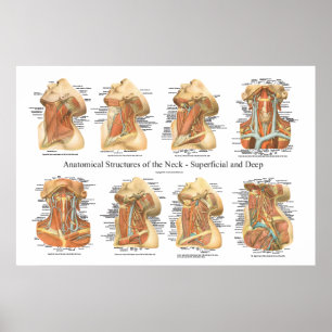 Anatomie der Neck Chart Superficial & Deep Layer Poster