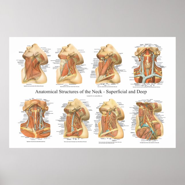 Anatomie der Neck Chart Superficial & Deep Layer Poster (Vorne)