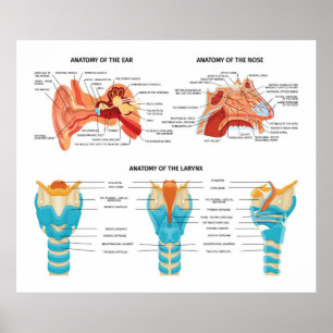 Anatomie der Ohrnase Poster