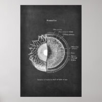 Anatomie der Optometristik des menschlichen Auges