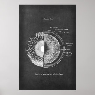 Anatomie der Optometristik des menschlichen Auges Poster