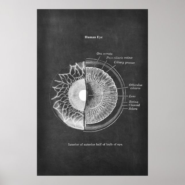 Anatomie der Optometristik des menschlichen Auges Poster (Vorne)