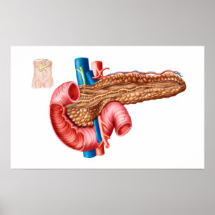 Anatomie der Pankreas Poster