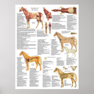 Anatomie der Pferde Knochen Arterien 18 X 24 Poster