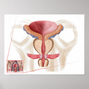 Anatomie der Prostata Poster