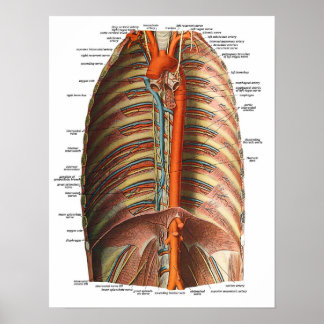 Anatomie der Rippen und Thorax Poster