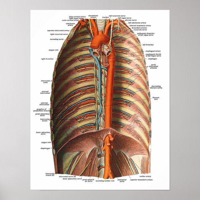 Anatomie der Rippen und Thorax Poster (Vorne)