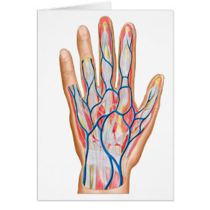 Anatomie der Rückseite der menschlichen Hand
