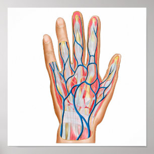 Anatomie der Rückseite der menschlichen Hand Poster