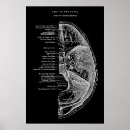 Anatomie der Schädelknochen Poster