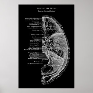 Anatomie der Schädelknochen Poster