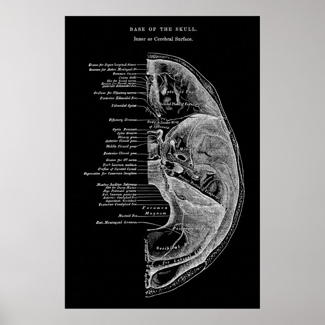 Anatomie der Schädelknochen Poster (Vorne)