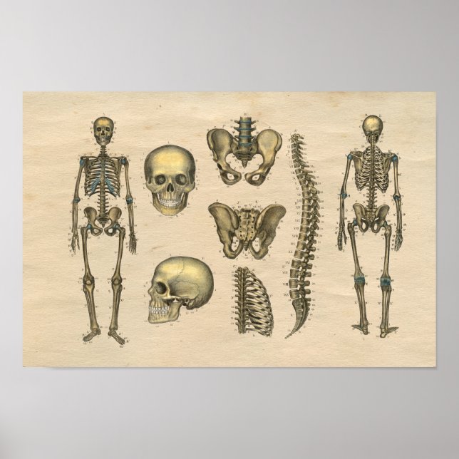 Anatomie der Schädelspine beim Menschen 1841 Print Poster (Vorne)
