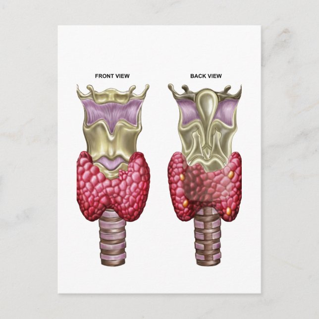 Anatomie der Schilddrüse mit Larynx & Knorpel Postkarte (Vorderseite)