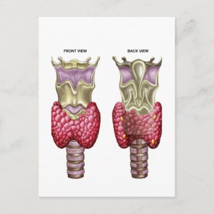 Anatomie der Schilddrüse mit Larynx & Knorpel Postkarte