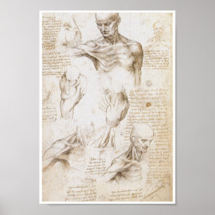 Anatomie der Schulter, Leonardo da Vinci Poster