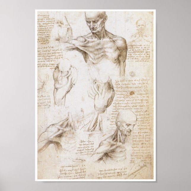 Anatomie der Schulter, Leonardo da Vinci Poster (Vorne)