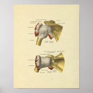 Anatomie der Schultergelenkknochen Druck Poster