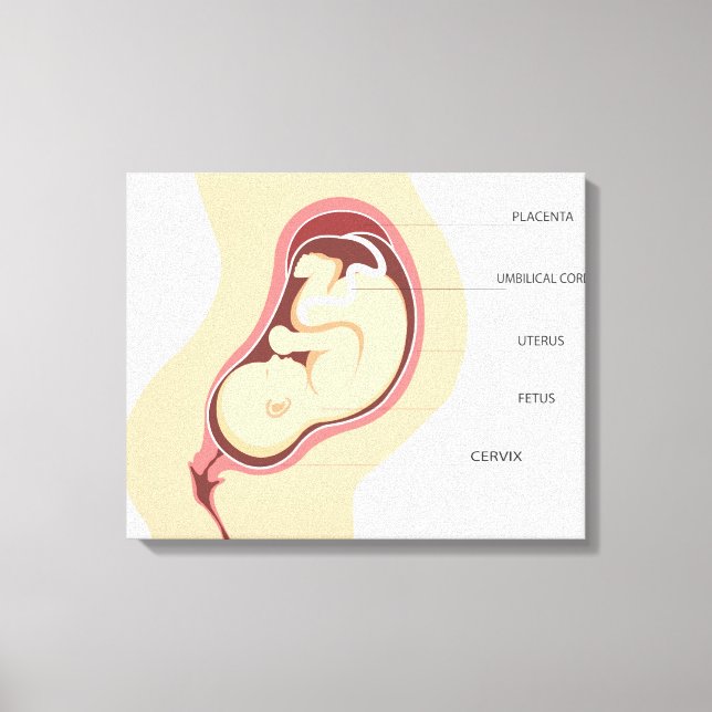 Anatomie der Schwangerschaft Leinwanddruck (Vorderseite)