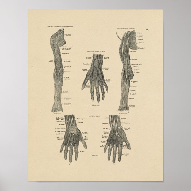 Anatomie der Vintagen Arme 1880 drucken Poster (Vorne)