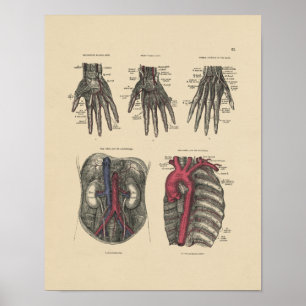 Anatomie der Vintagen Arterie 1880 Druck Poster