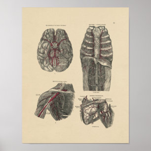 Anatomie der Vintagen Arterie 1880 Druck Poster