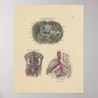 Anatomie der Vintagen Arterie 1880 Druck