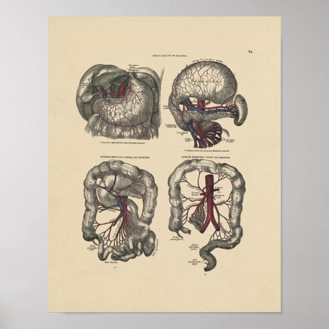 Anatomie der Vintagen Arterie 1880 Druck Poster (Vorne)