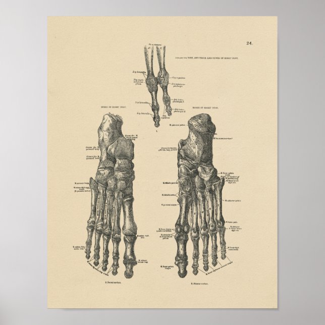 Anatomie der Vintagen Fußknochen 1880 Druck Poster (Vorne)