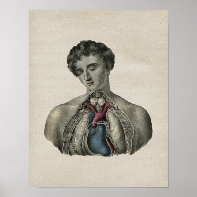 Anatomie der Vintagen Herzrinde Poster (Vorne)