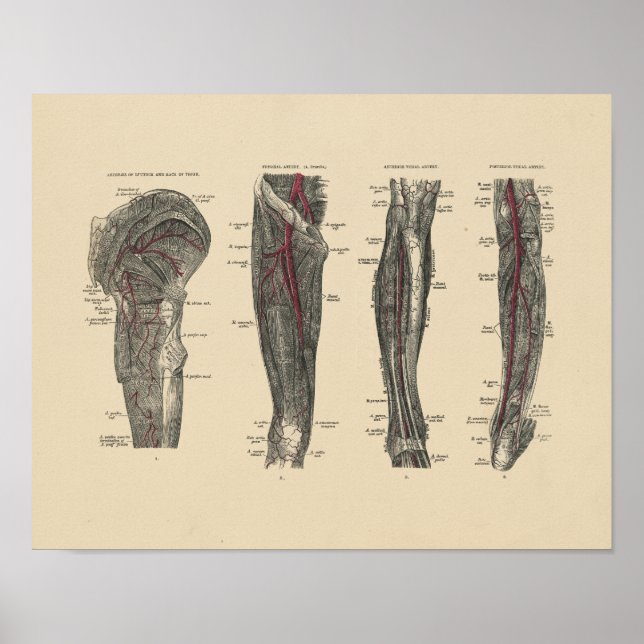 Anatomie der Vintagen Leg-Arterie 1880 Druck Poster (Vorne)