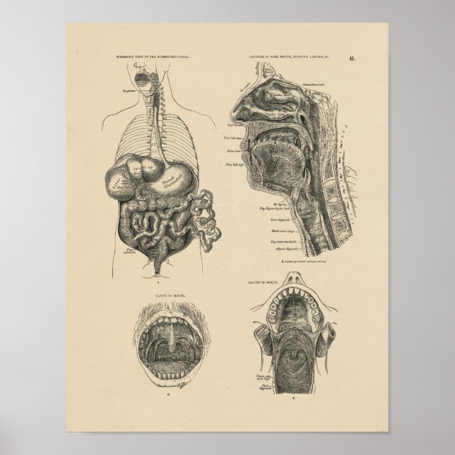 Anatomie der Vintagen Nasenschleimhaut 1880 Druck Poster (Vorne)